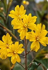 Flores amarelas em ramos floridos